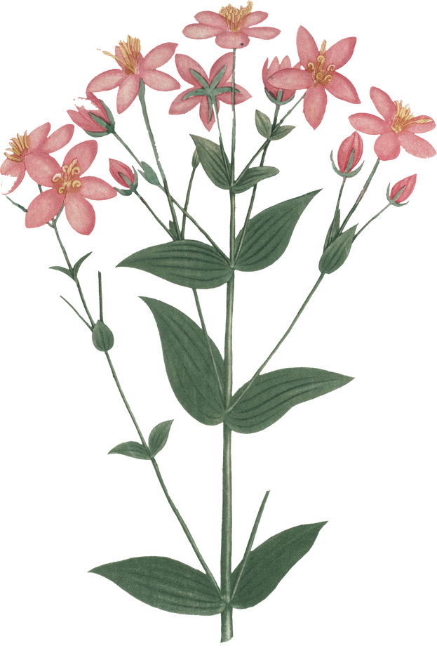 Floral Plant Illustration